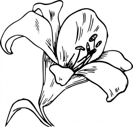 Lily Flower Drawing Outline - The Best Flowers Ideas