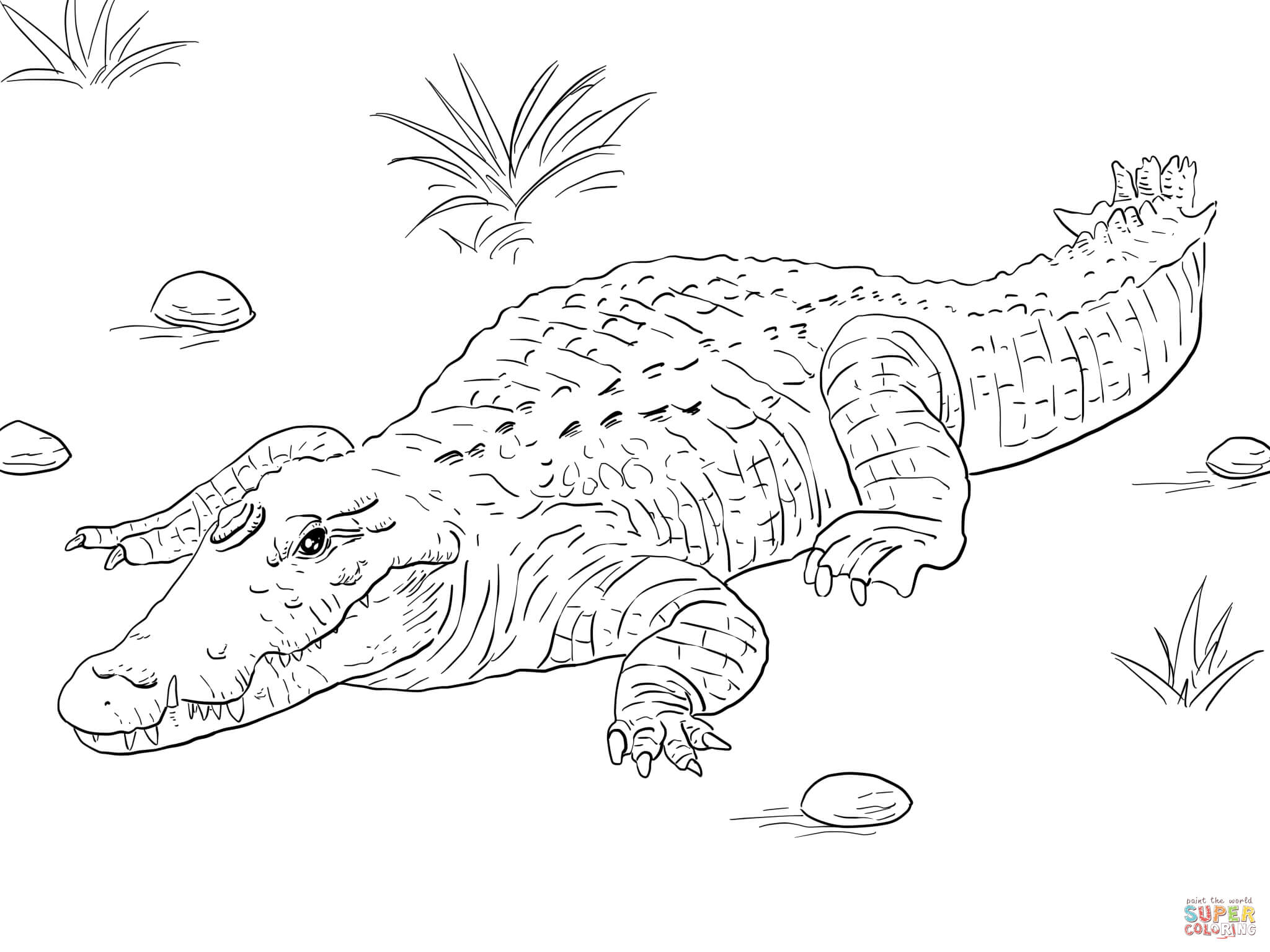 Crocodile coloring pages | Free Coloring Pages