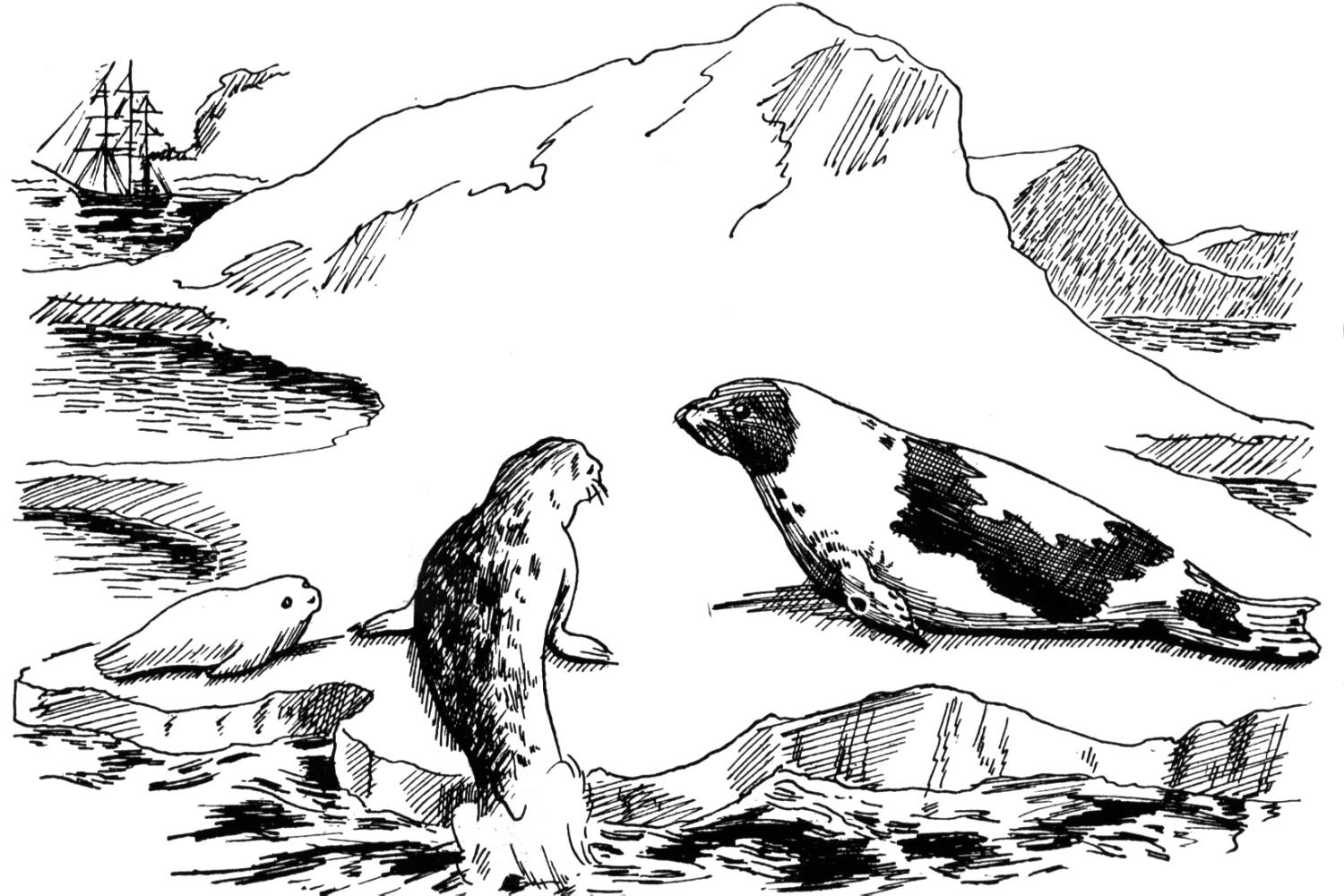 7 Pics of Seal Coloring Pages Large - Elephant Seal Coloring Page ...