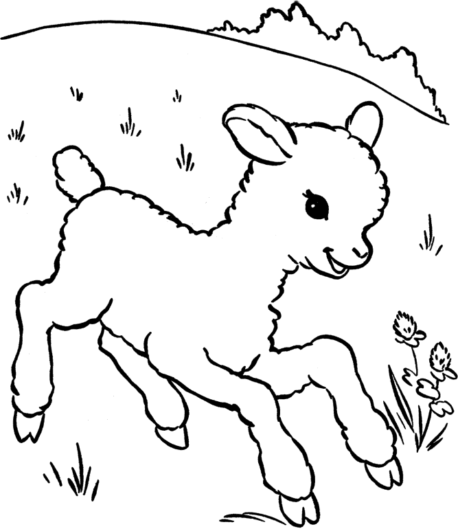 baby sheep coloring pages in grassland ...coloring4free.com