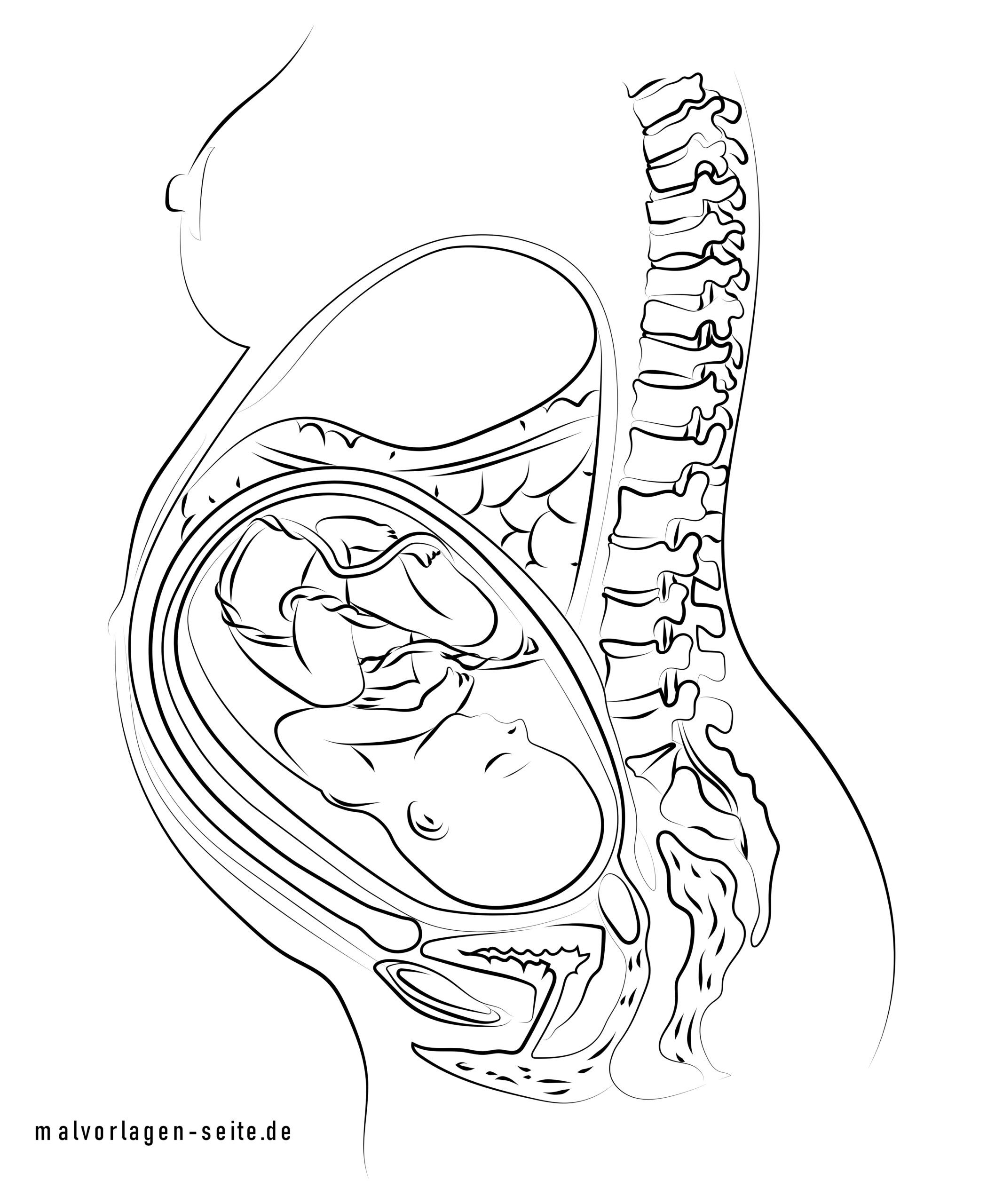 Coloring page pregnancy baby in the womb - free coloring pages