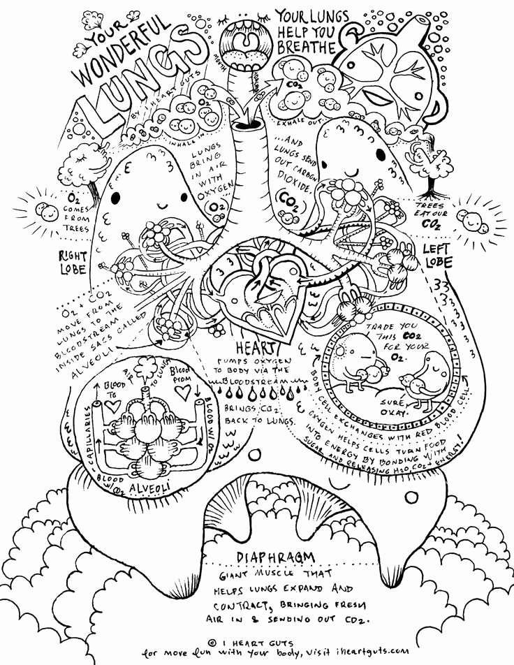 Science Coloring Pages Pdf Awesome Human Body organs Printable Coloring  Pages | Meriwer Coloring