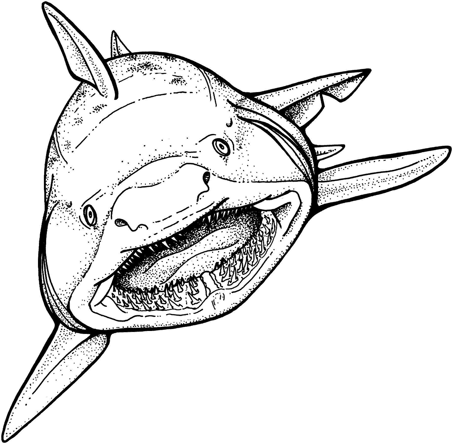free-printable-shark-coloring-pages-coloring-home