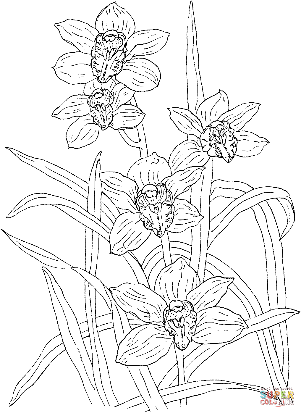 coloring pages of orchids | Cymbidium Rosanna Orchid ...