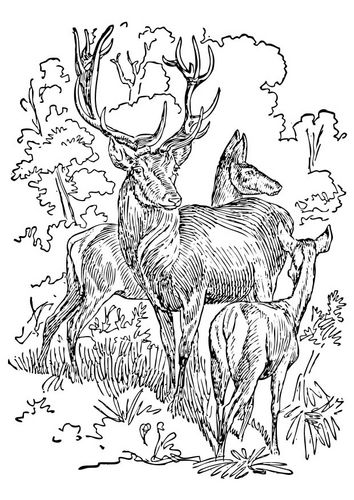 Coloring page Stag and Doe - img 17395. | Deer coloring pages, Animal coloring  pages, Farm animal coloring pages