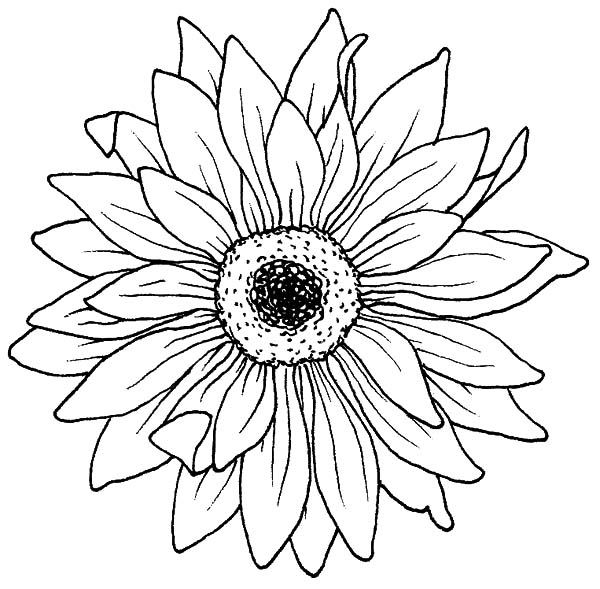 Flowers Drawings Inspiration : Drawing Blooming Aster Flower ...