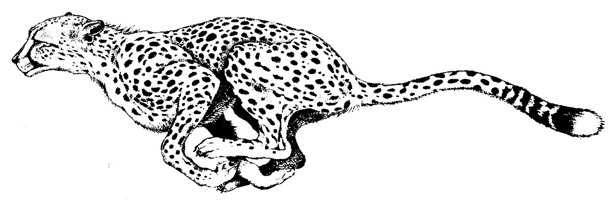 cheetah coloring pages to print - High Quality Coloring Pages