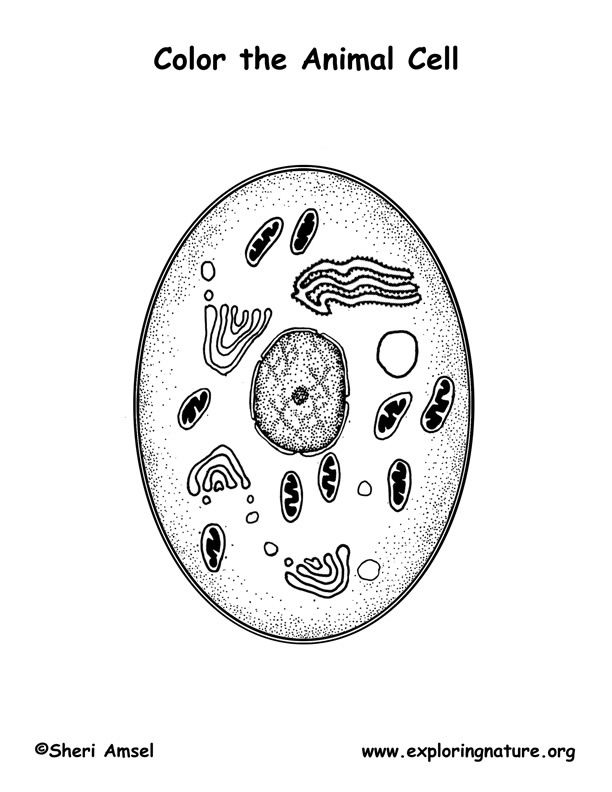 Animal Cell coloring page