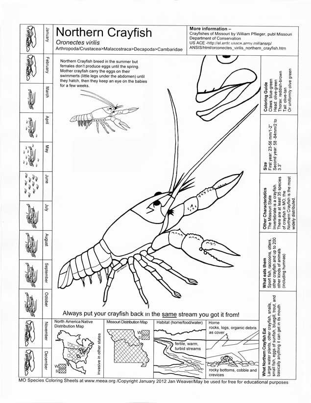 crawfish+coloring+pages | Northern Crayfish Coloring And Info ...