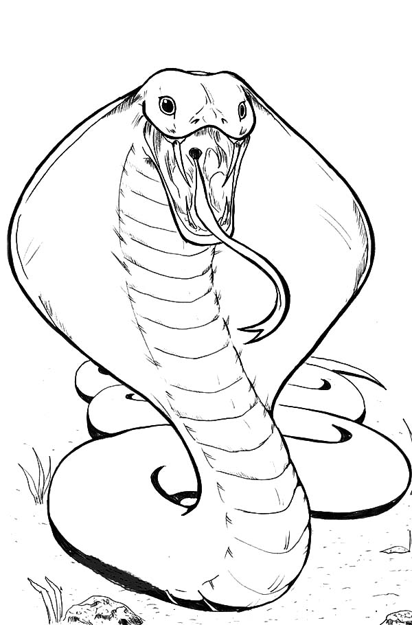 Terrifying Creature King Cobra Coloring Pages | Kids Play Color