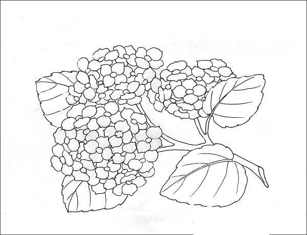 Coloring Page: Hydrangea, Printable For Kids & Adults, Free To Download