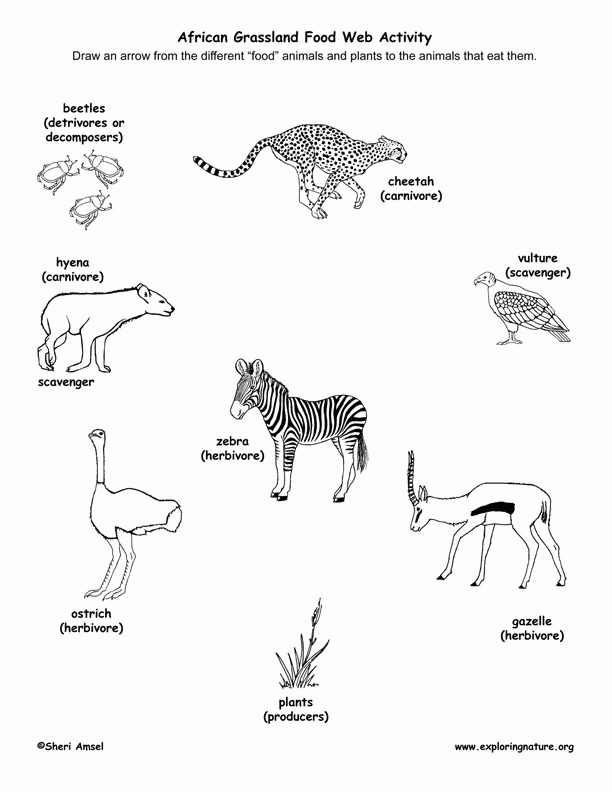 food web coloring pages  coloring home