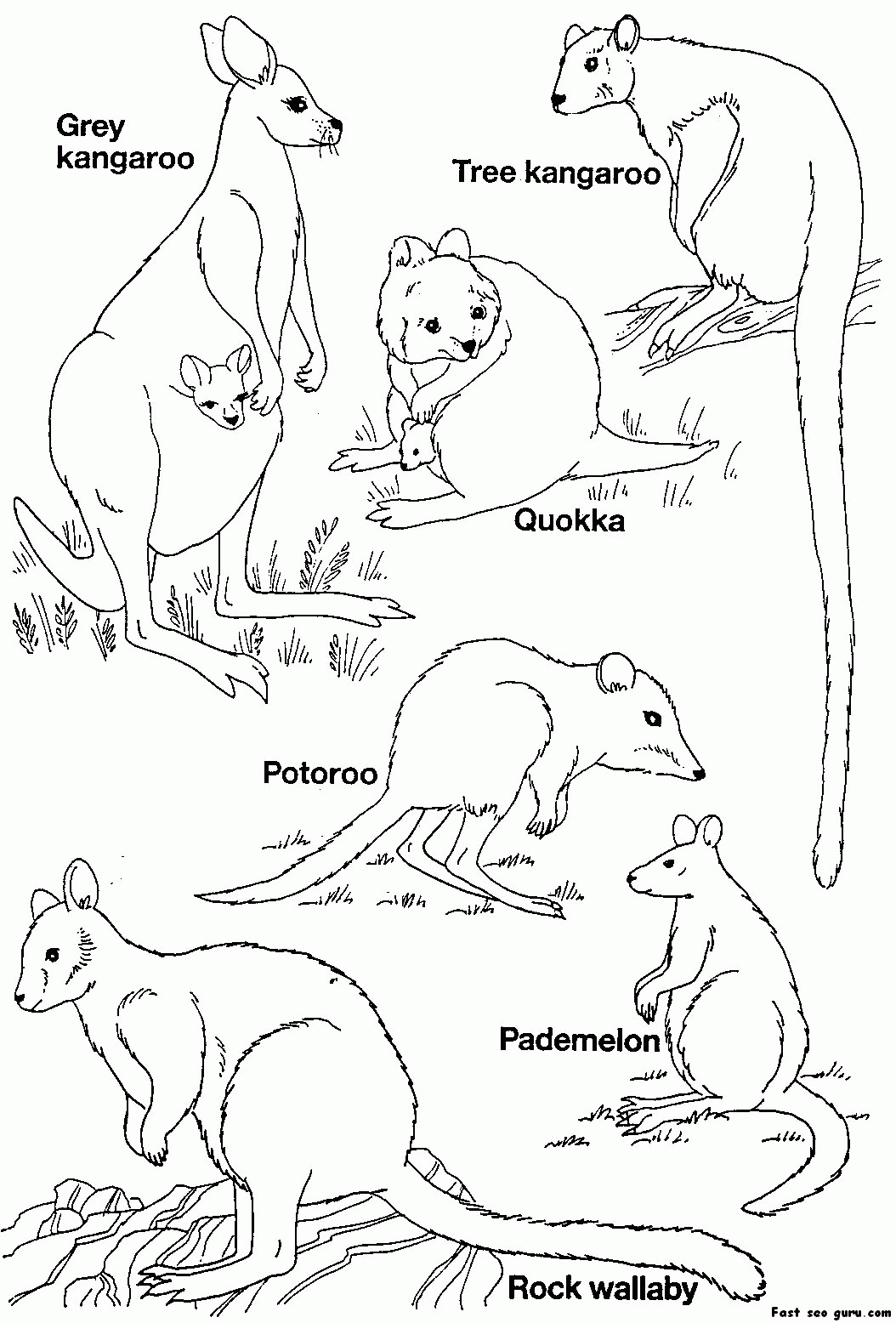 Australian Animal Coloring Sheets - High Quality Coloring Pages