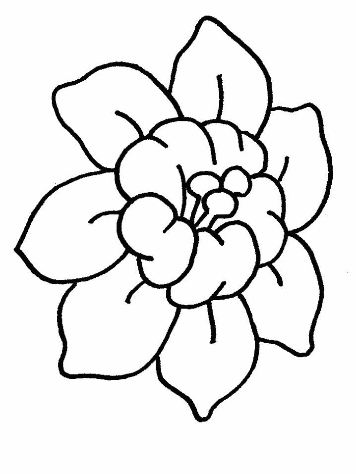 Hawaiian Flowers To Color - Coloring Pages for Kids and for Adults