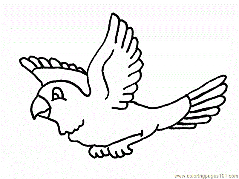 flying parrot Colouring Pages (page 2)