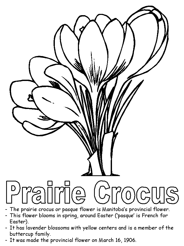Prairie Crocus coloring page