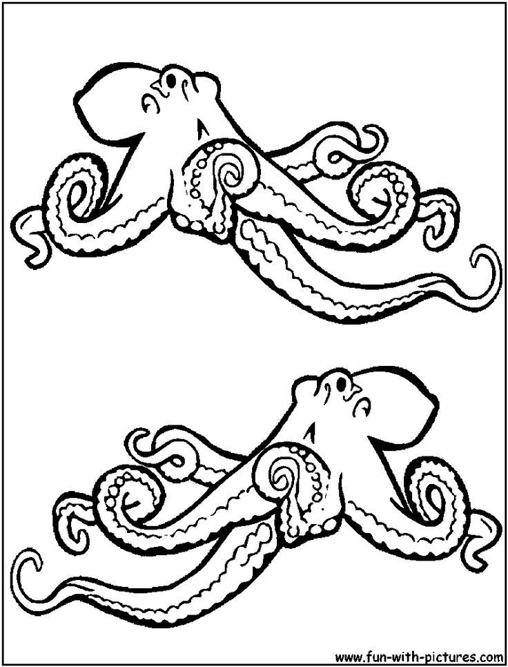 octopus coloring page cephalopods and inverts