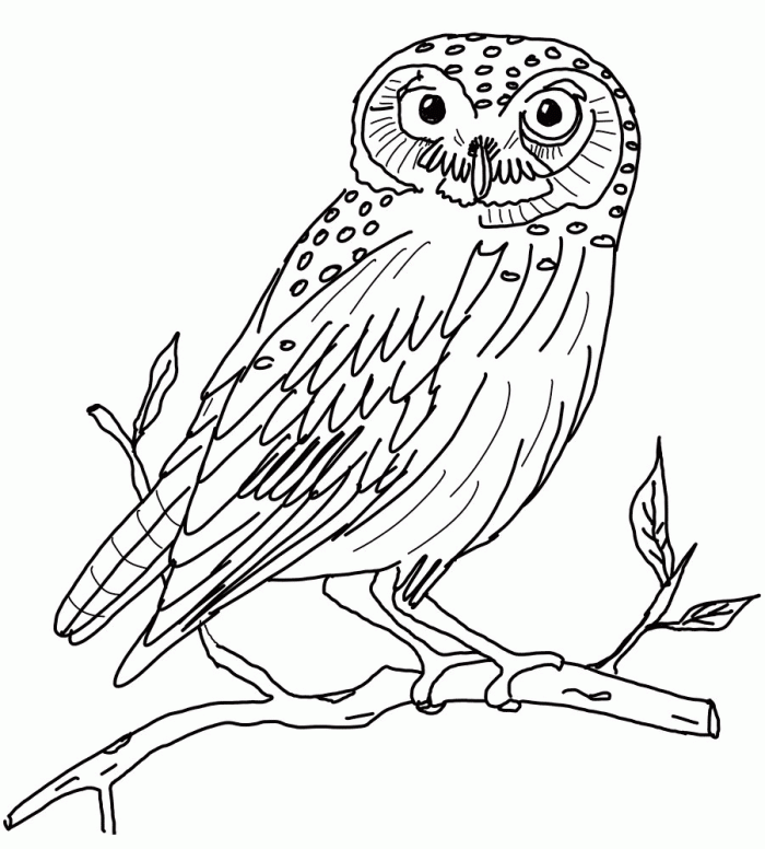 Owl Coloring Pages For Kids Printable | 99coloring.com