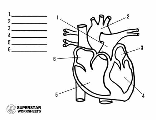 Heart Worksheets - Superstar Worksheets