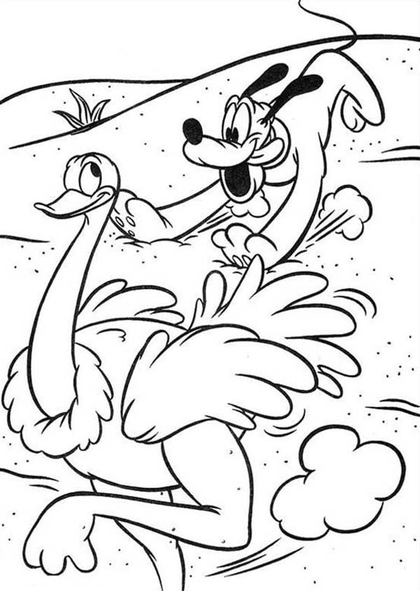 Pluto Chasing Ostrich in Mickey Mouse Safari Coloring Page: Pluto ...