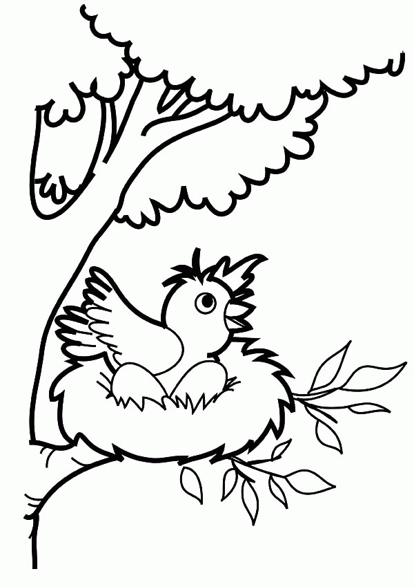 Bird Want to Jump from Bird Nest Coloring Pages | Best Place to Color