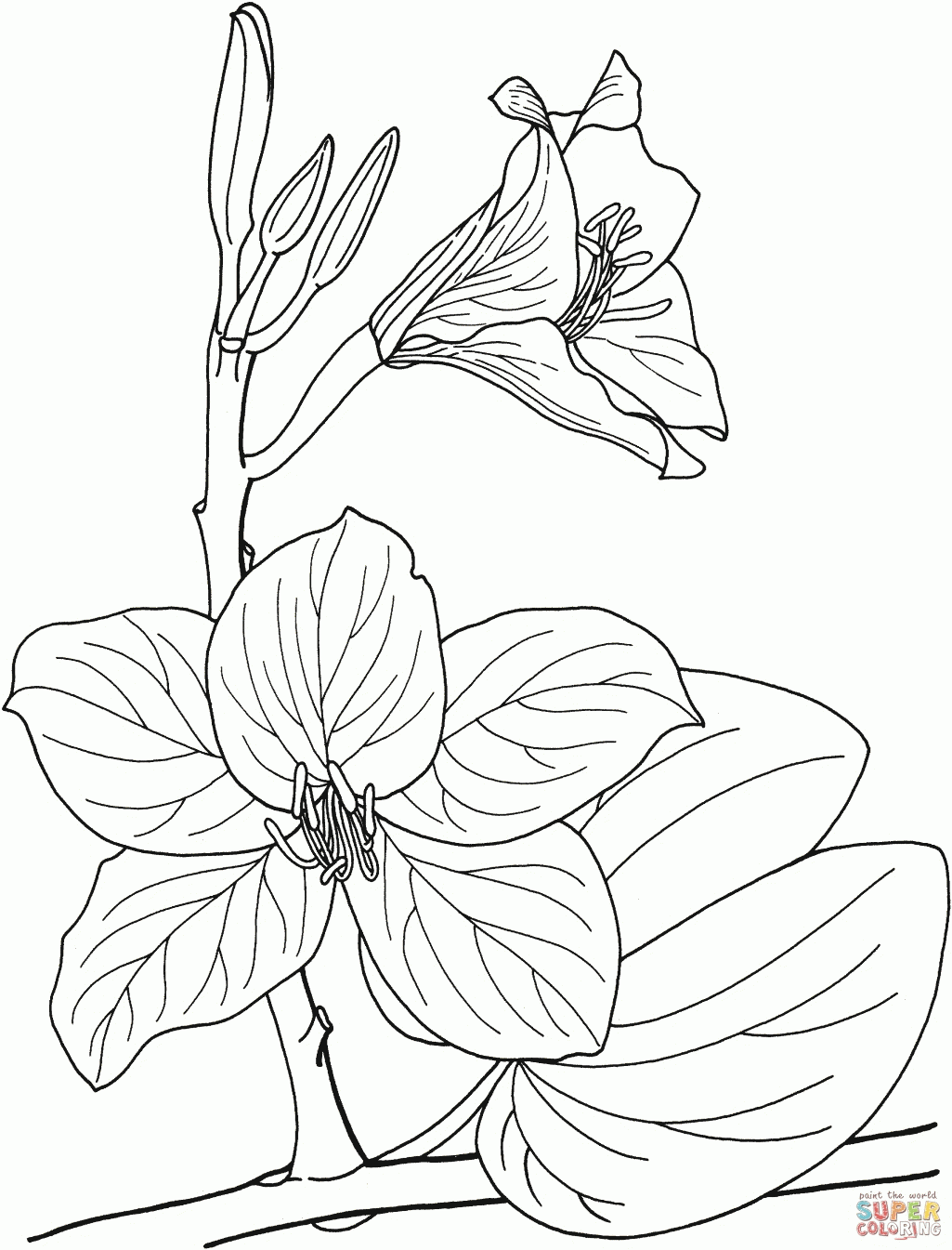 Free Printable Nature Coloring Pages Rainforest Flowers Insects ...