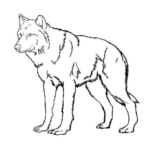square grid paper wolf coloring pages to print out bible