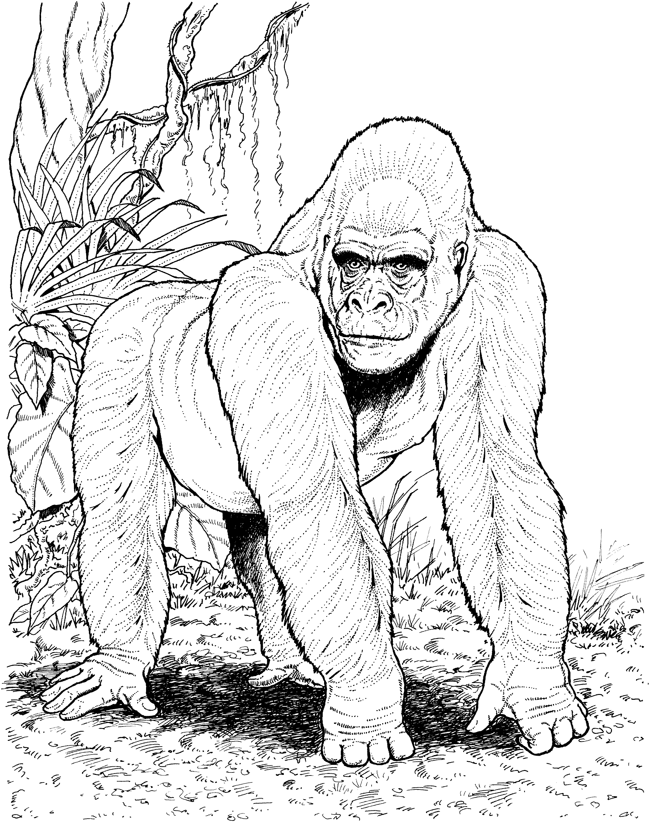 gorilla-coloring-pages-printable