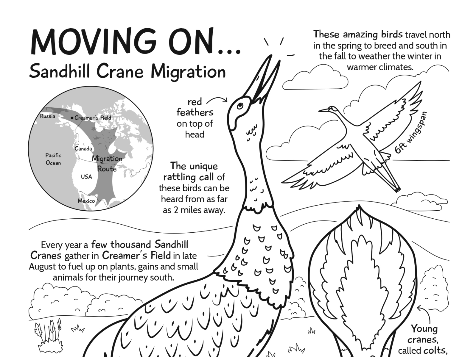 Sandhill Crane coloring page by Sara ...