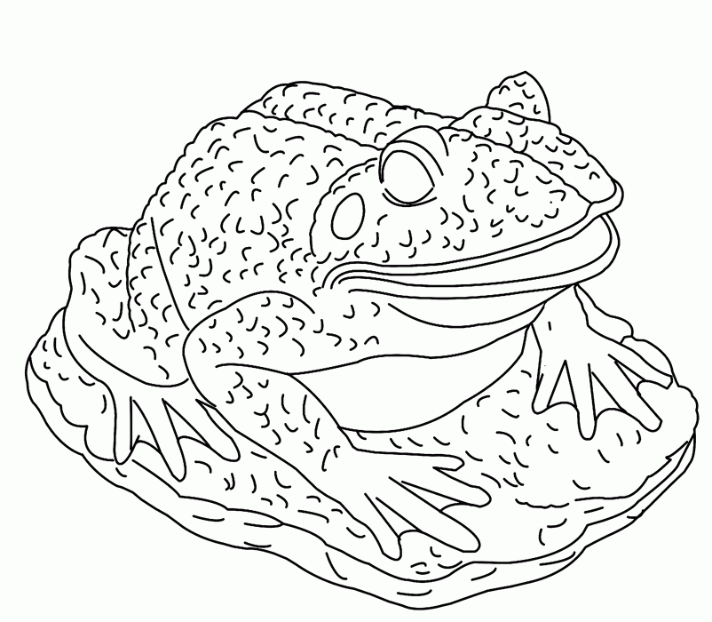 Frog coloring pages for kids