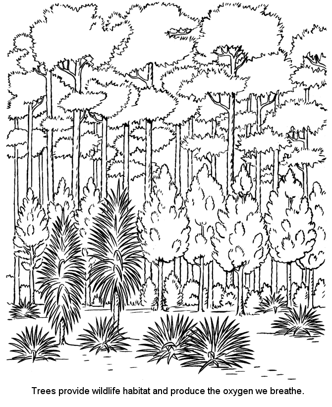 Rain Forest Coloring Pages Coloring Home