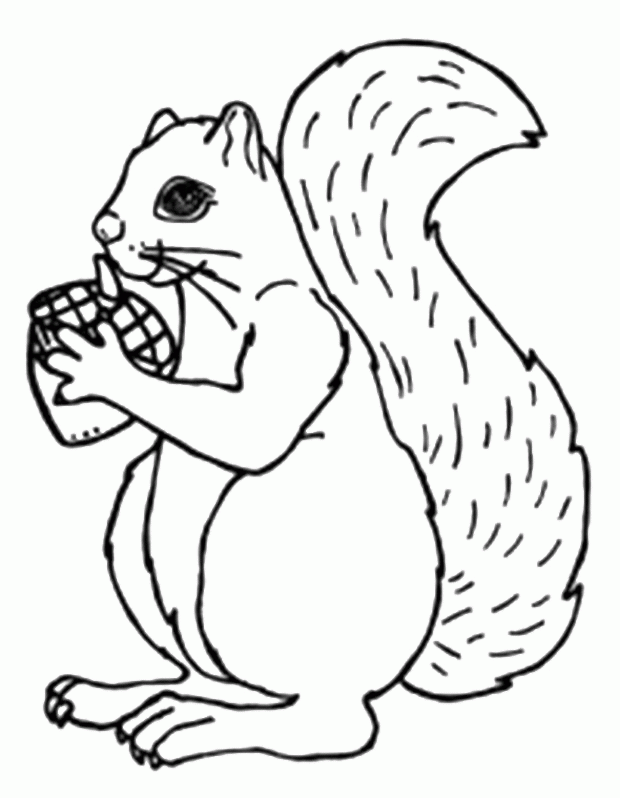 Acorn Gift For Squirrel Coloring Pages - Animal Coloring Coloring 