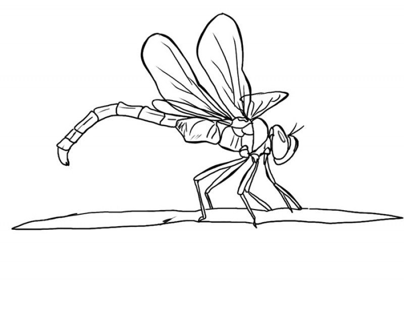 Dragonfly Bull Coloring Pages - Kids Colouring Pages