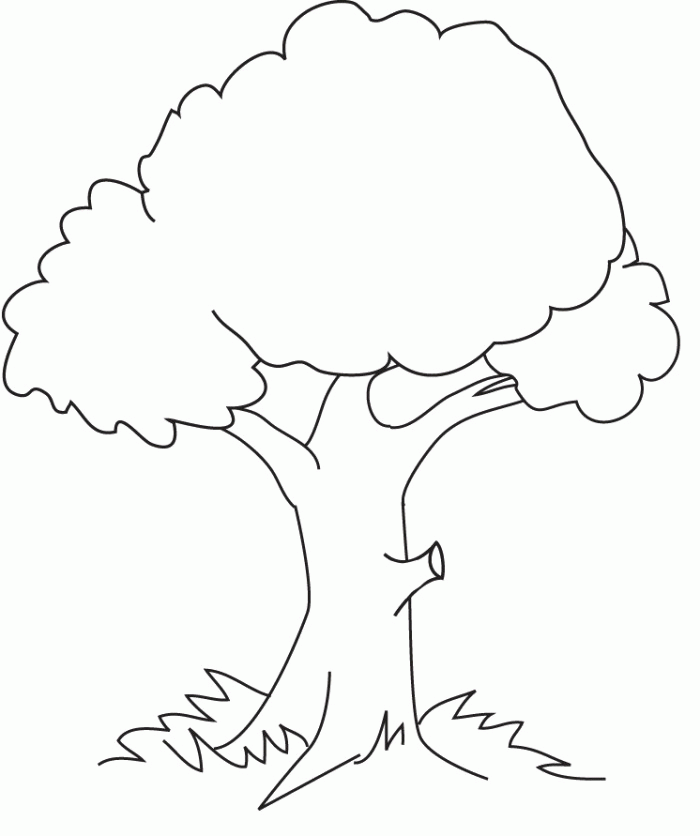 Pictures Of Trees For Kids Coloring Home