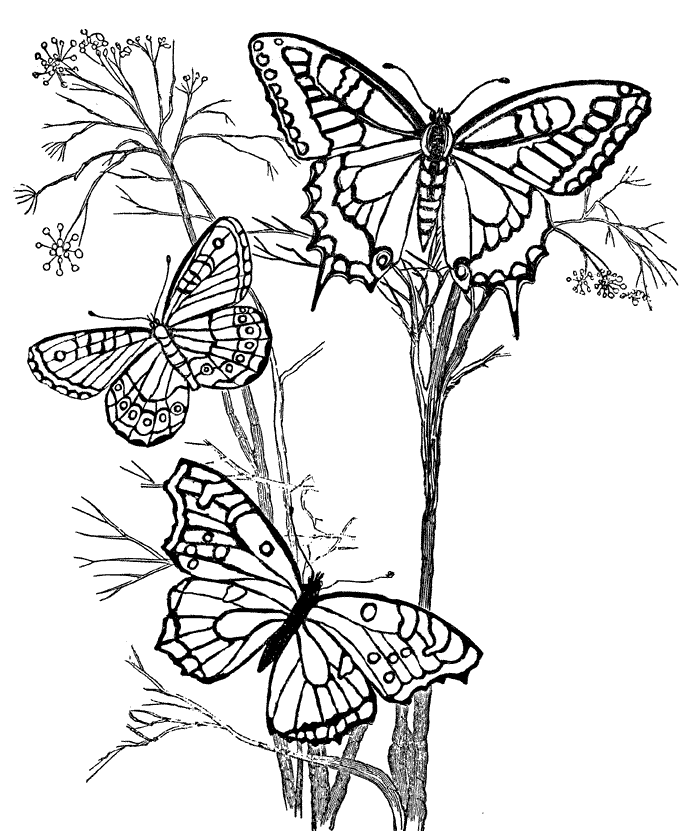 Butterfly Coloring Page For Kids | Free coloring pages