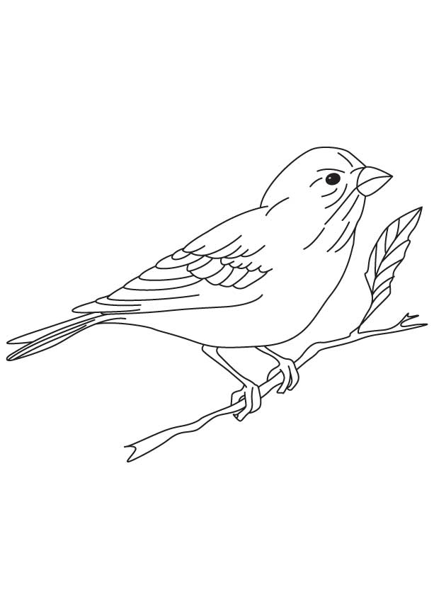 smallest classical finch coloring page | Download Free smallest 