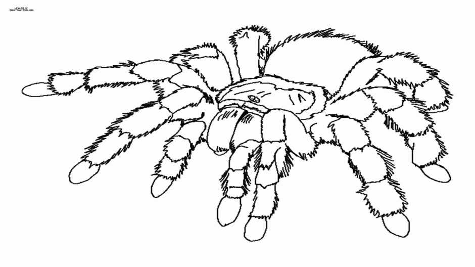 Tarantula Coloring Pages Coloring Book Area Best Source For 228512 