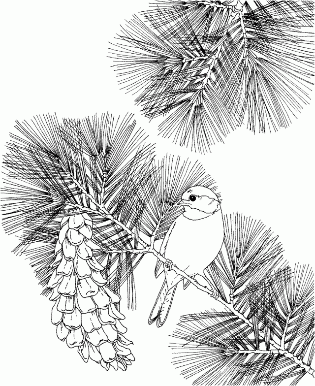 Free Printable Coloring Page Maine State Bird And Flower Black 