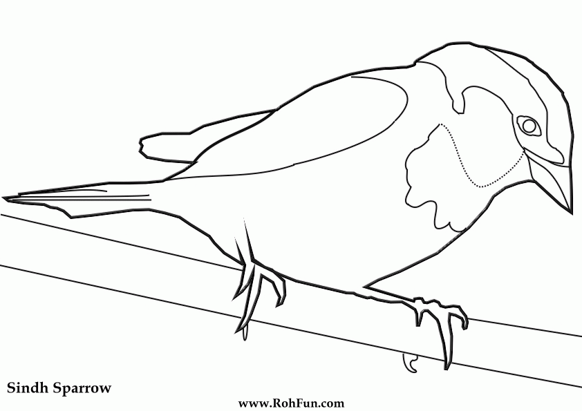 Sind Sparrow Coloring Page - Just another WordPress site - RohFun Blog