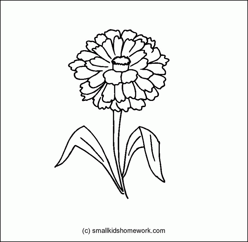 Zinnia Flower Outline and Coloring Picture with Interesting Facts