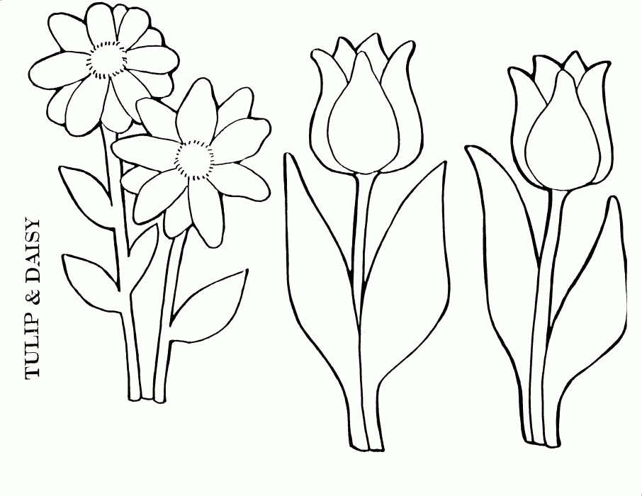Tulip Coloring Page | Coloring Pages