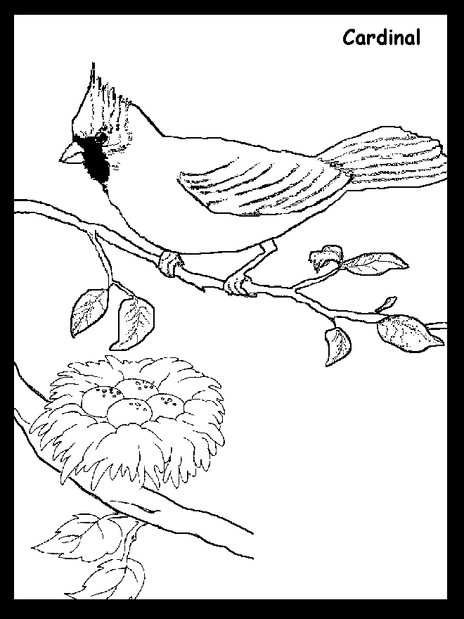 Cardinal Coloring Pages Printable - Coloring Home