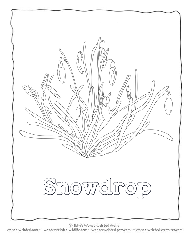 Snowdrop Flowers to Color, Snowdrop Pictures from our Flower 