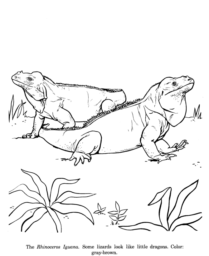 Download Iguana Coloring Page - Coloring Home