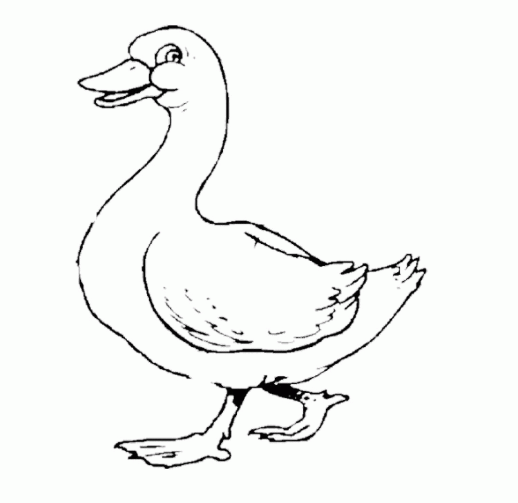 Duck Coloring : D For Duck Coloring Pages. Duck Swimming In A Bowl 
