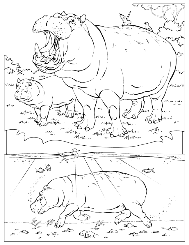 Animal Coloring Pages National Geographic
