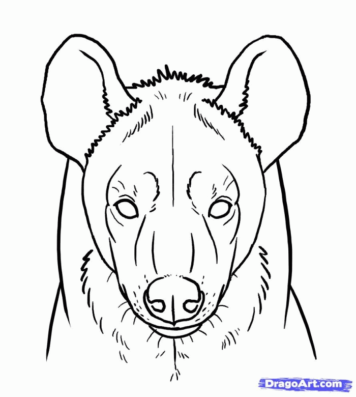 Hyena Drawing