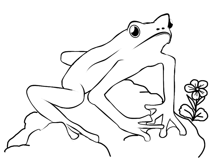 4 frogs Colouring Pages