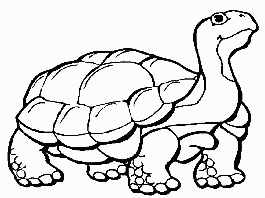 Desert Tortoise coloring page - Animals Town - Animal color sheets 