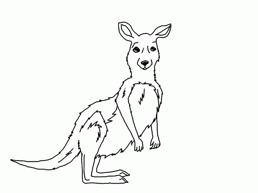 Download Drawn Kangaroo - Quoteko. - Coloring Home